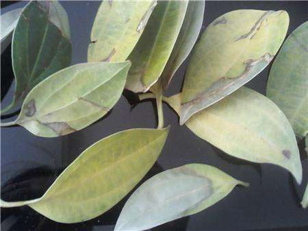 The leaves of Ping an tree are crumpled. There are four ways to help it regain its vitality.