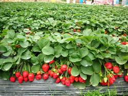 Management Techniques of Strawberry Forcing Culture