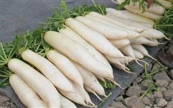 The hotter the radish is, the better the anti-cancer performance is.