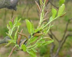 Control methods of jujube gall midge pests