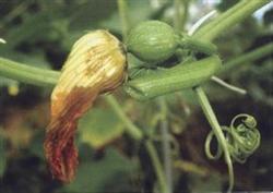 The main reasons for the rotten flowers of zucchini