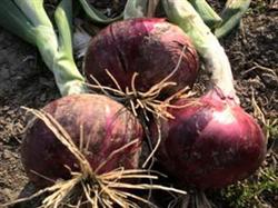 Early prevention of onion four diseases