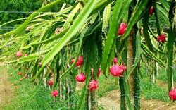 Cultivation techniques and field management of dragon fruit