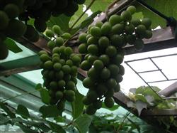 The best time, purpose and method of thinning inflorescence of grape