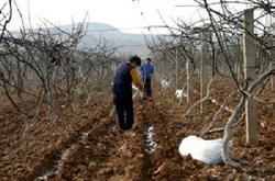 Analysis on fertilization of kiwifruit of different tree ages