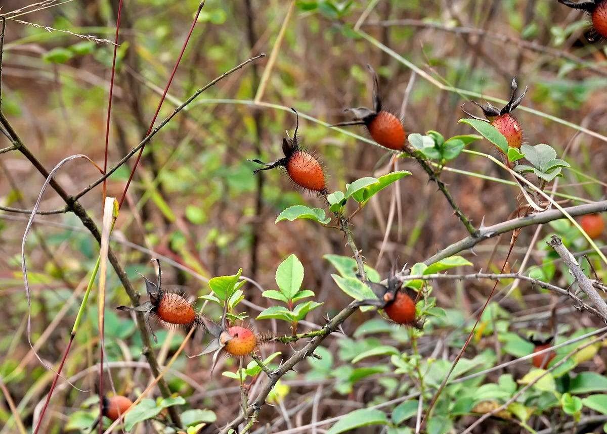 It has a thorn, but it is regarded as a supplement. It was picked randomly in the mountains 20 years ago, and now it sells for 20 jin.