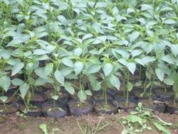 Seedling raising technique of Spring sowing Pepper