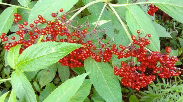 This grass is seriously undervalued and its nickname elderberry has an unparalleled effect on treating injuries caused by falls.