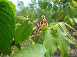 Control of Carya cathayensis Flower Bud maggot