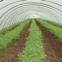 Cultivation techniques of carrot in spring