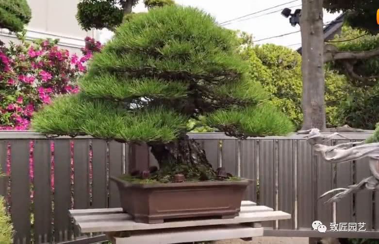 On the basis of Chinese bonsai modeling