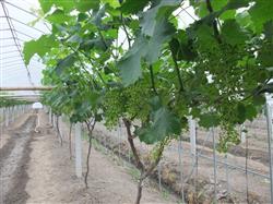 Treatment method of grape inflorescence