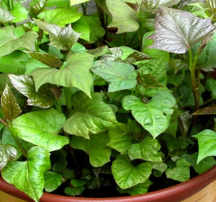 It's called longevity vegetables. Grow vegetables on the balcony. Choose it for potted plants. The more you feed, the healthier you eat.