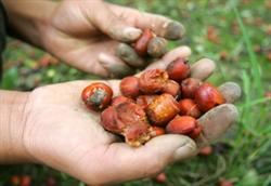 Renewal techniques of old jujube trees