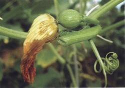 Chemical control measures of pumpkin flower rot