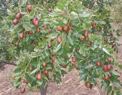 Promoting High Yield of Jujube Tree by Proper Fertilization