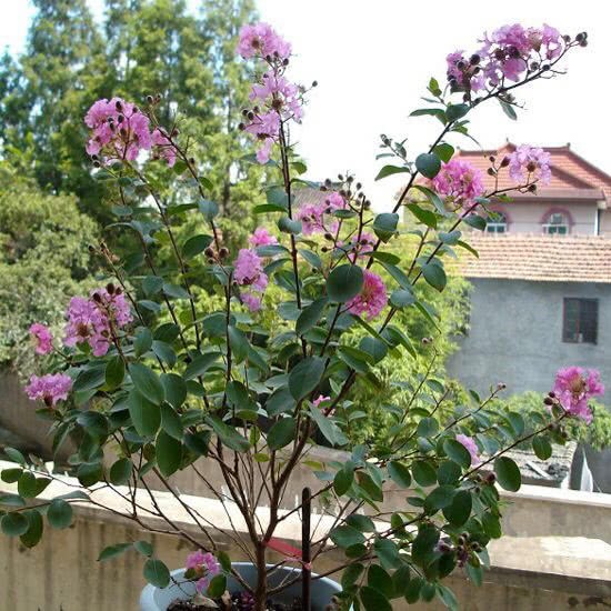 Raise potted crape myrtle with a seed or a branch. Beautiful flowers bloom in summer and autumn.