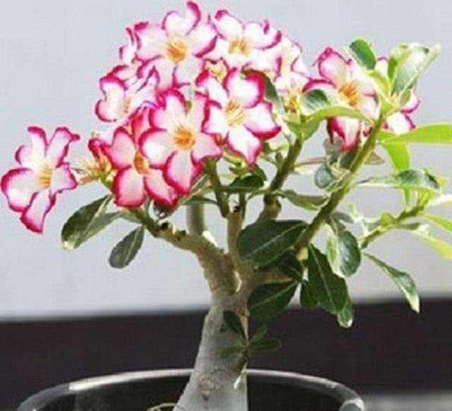 The longer the stem of desert rose is, the thinner it is and less likely to blossom. The reason and the solution are here.