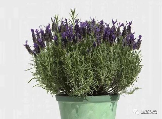 Simply teach you to raise a beautiful pot of lavender