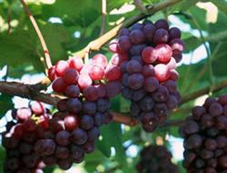 Pay attention to the prevention and control of grape diseases during Meiyu period