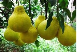 Causes and treatment of fruit drop of golden pomelo in cloudy and rainy days