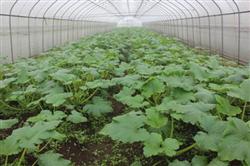 Spring zucchini should be protected from more nitrogen and less potassium.