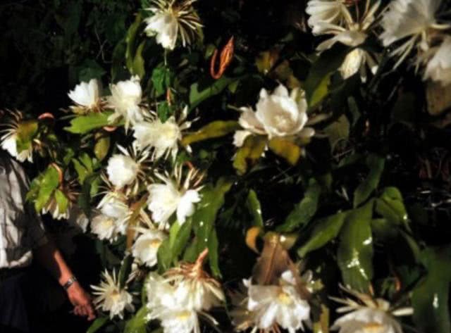 Mother-in-law potted epiphyllum for 8 years blossomed 60 overnight and the whole family was amazed.