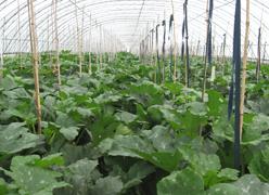 How to prevent melons from melting of zucchini in greenhouse