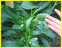 Efficient multiple cropping of winter lettuce and early spring pepper in greenhouse