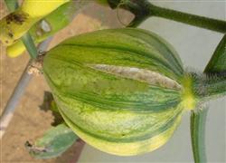 Causes and control methods of cracked pumpkin