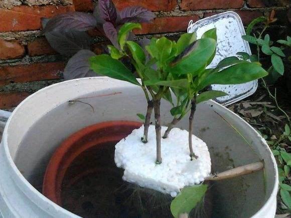 Don't throw away the foam box. It's too practical to change one pot of gardenia and rose into 100 pots.