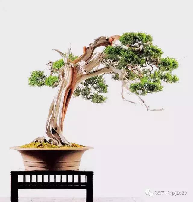 These six kinds of trees must be indispensable for bonsai.