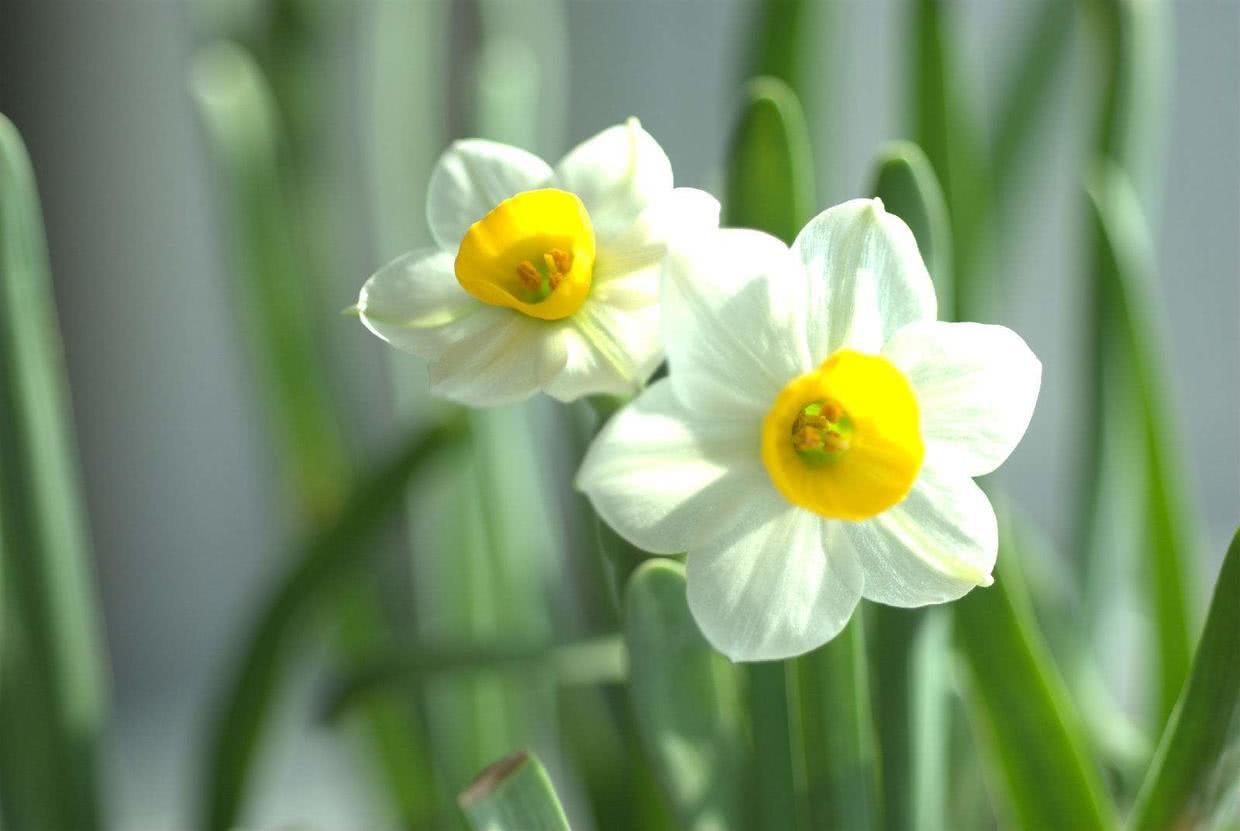 Add two seeds to a daffodil and it delays flowering by a week.