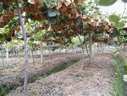 Kiwifruit winter shears to achieve 