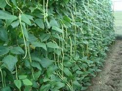 Beans should also be pruned.