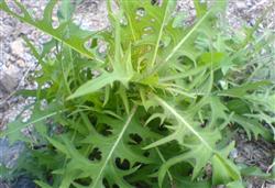 Cultivation and utilization of lettuce