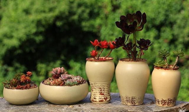 Which flowerpot is good for raising succulent plants in summer? These two kinds of pots are easy to suffocate succulent plants with poor air permeability.