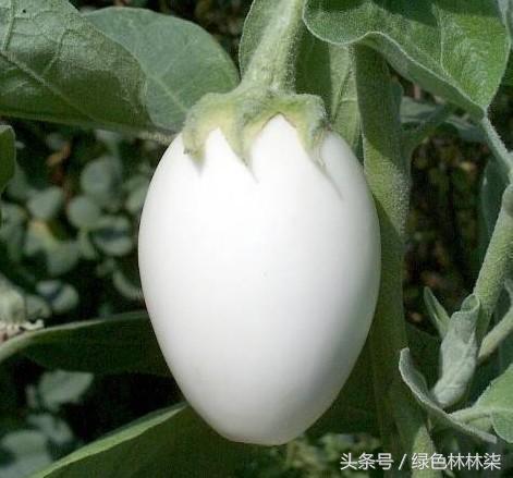 Flying melon, eggplant, white jade cherry. Have you ever eaten these strange fruits and vegetables?