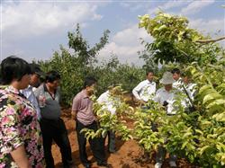 How to apply fertilizer reasonably to treat pear chlorosis skillfully