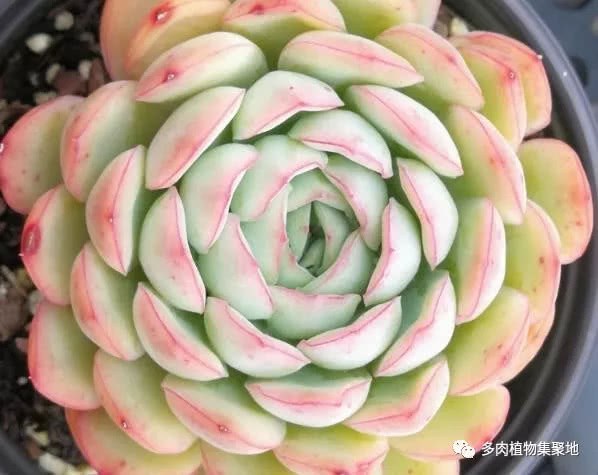 The leaves of succulent plants are prone to wither and blacken. Take good measures to deal with it