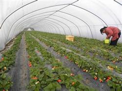 High-yield cultivation techniques of strawberry in greenhouse are simple and efficient.