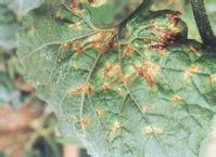 Symptoms and control methods of wax gourd angular spot