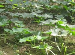 Cultivation techniques of wax gourd climbing in open field in spring