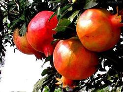 Techniques of planting and raising seedlings of pomegranate in summer