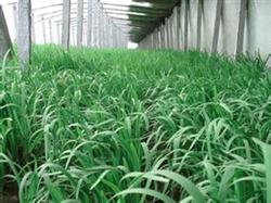 Early spring management of leek in greenhouse