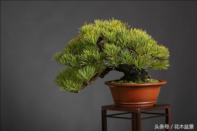 Forming bonsai, such as beauty, needs long-term maintenance.