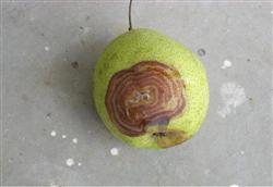 Small measures for Prevention and Control of Pear pests