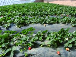 The reason why strawberry seedlings do not bear fruit