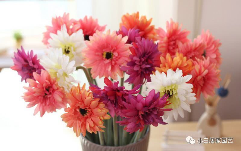 How does gerbera look good? If you master these, you can plant more beautiful gerberas.