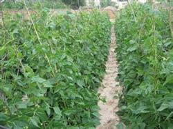 Regulating plants, raising leaves, replenishing fertilizer and water to promote more pod setting of beans